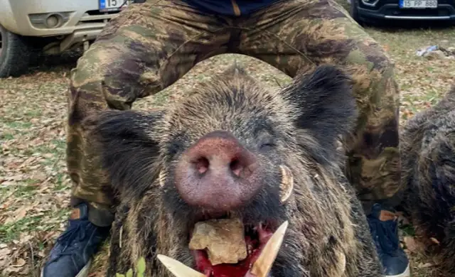 Skærmbillede 2024 09 25 135249