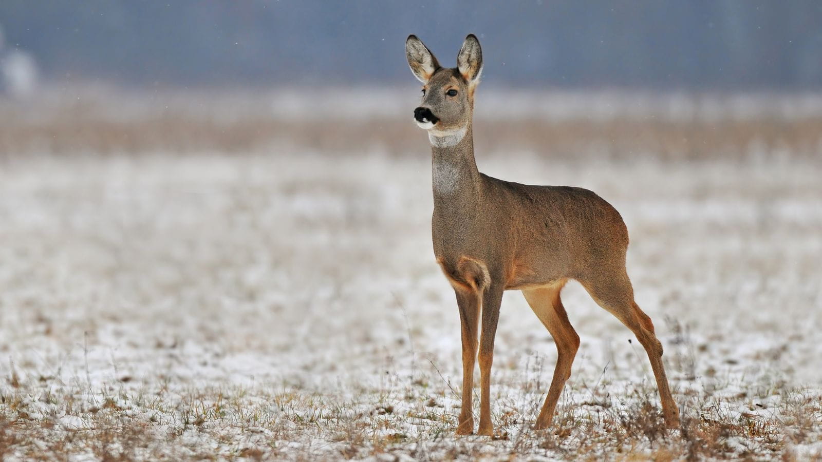 Kopi Af Hjemmeside Og PDF Format 169 (6) (1)