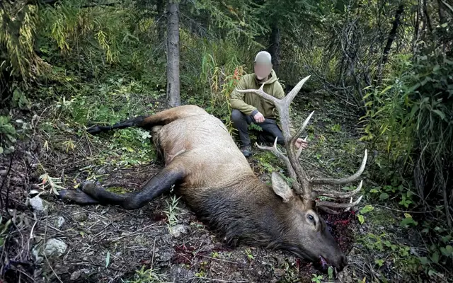 Elk