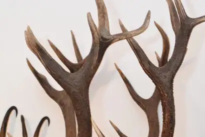 Karpater Kronhjort 13