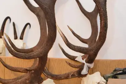 Karpater Kronhjort 13