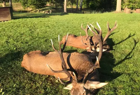 241529898 986797342113257 830790789011217743 N