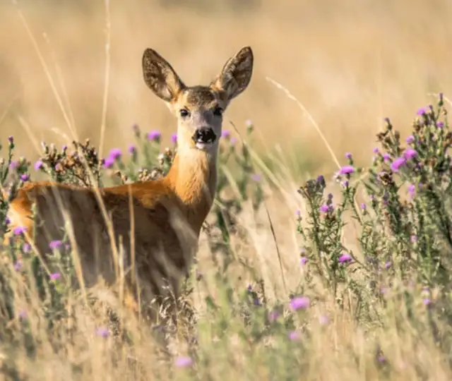 Skærmbillede 2024 10 29 144103 Min