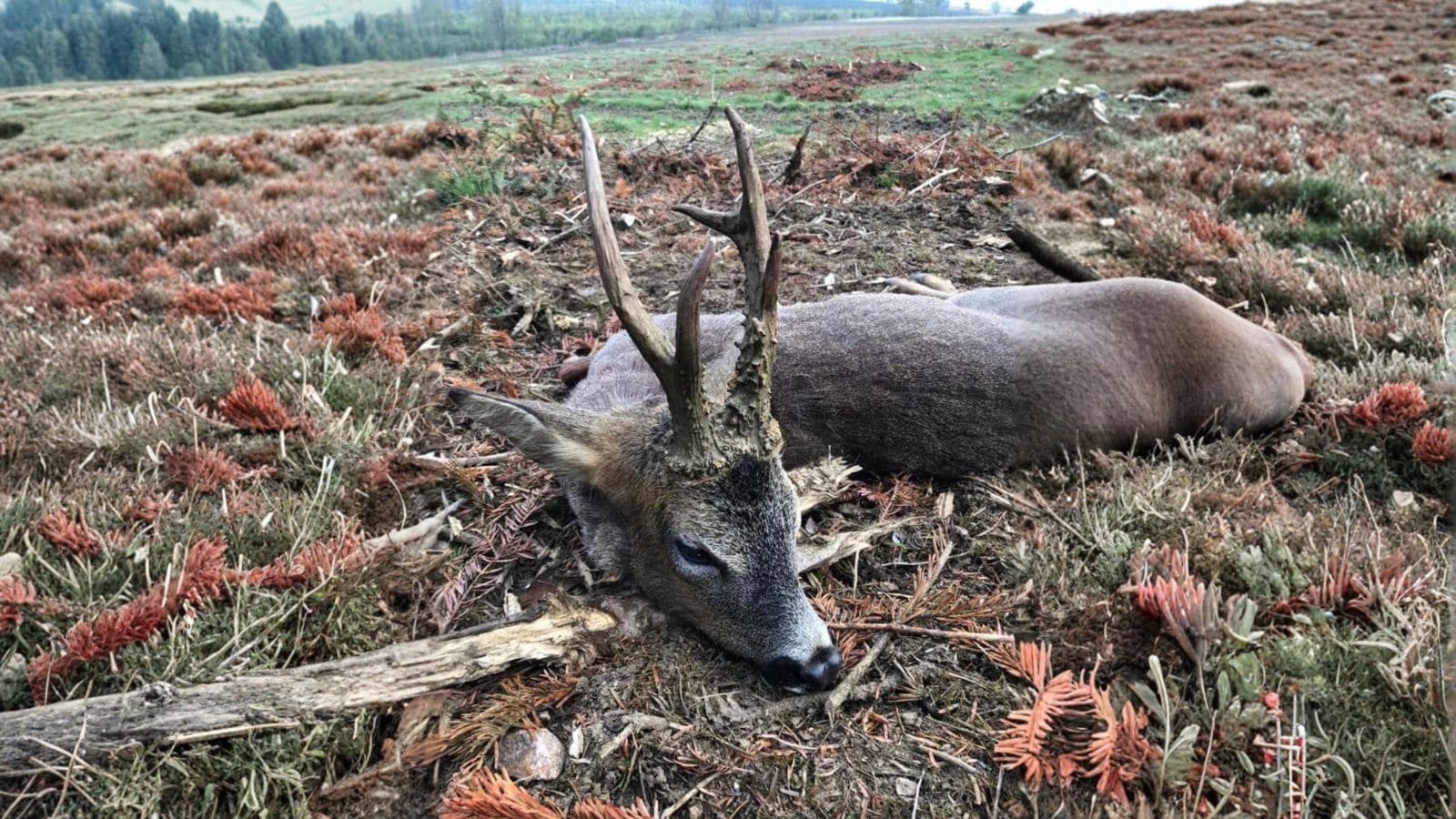 Skærmbillede 2022 07 19 Kl. 08.53.23