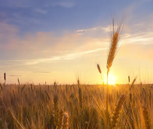 Bukkejagts Billeder Til SOME (6)