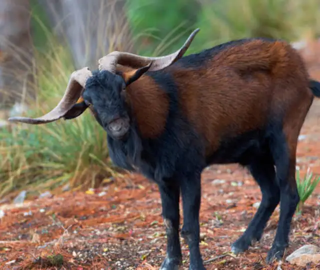 Skærmbillede 2023 07 25 104417